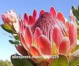 100 pcs / bag ,Protea seeds, potted seed, flower seed, variety complete, the budding rate 95%, (Mixed colors)