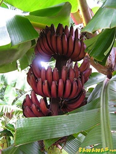 Banana Fruit Musa Dwarf Red Plant