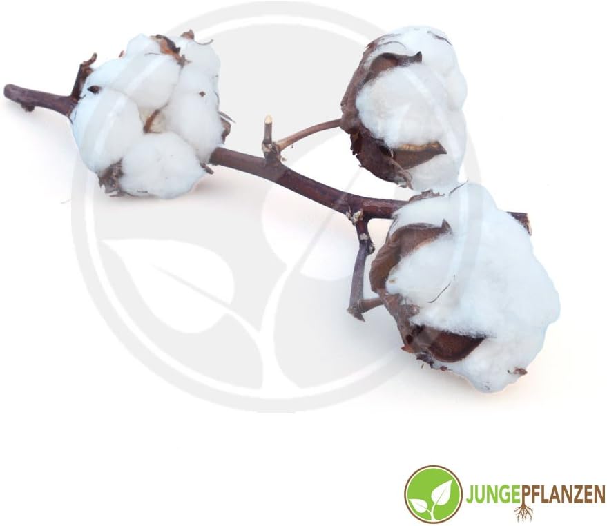Exotic Seeds - Cotton/Gossypium Herbaceum - Malvaceae 15 Seeds