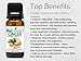 BioFinest Ginger Oil - 100% Pure Ginger Essential Oil - Premium Organic - Therapeutic Grade - Best For Aromatherapy -Good for Digestion Health - Help to Reduce Cholesterol - FREE E-Book (10ml)