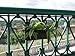 Pacific E-Commerce Hanging Planter for Indoor and Outdoor Use ​|​ Elegant Rectangular Plastic Resin Wicker ​Hanging Basket for Flowers ​and Plant Holder with Hook (Brown) ​- ​17