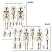 Palace Learning Skeletal System and Ligaments of the Joints Anatomical Poster Set - Laminated 2 Chart Set - Skeleton and Ligaments Anatomy - 18 x 24