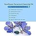 Soulflower Indian Geranium Essential Oil,100% Pure Undiluted,USFDA approved,Therapeutic Grade,Radiant Skin & Vitalized Hair,Natural & Safe,Vegan & Organic,Aromatherapy,BONUS Glass Dropper,1 FL.OZ