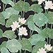 RoomMates Black Lily Pads Peel and Stick Wallpaper