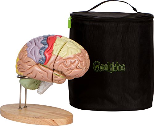 Human Brain Model (Numbered) with Carrying Case - 2X Life-Size Anatomy Model by Geekidoc