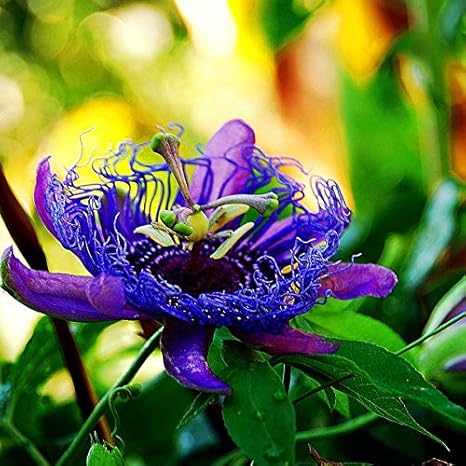 Get Exoticflora Creepers And Climbers Passion Flower Purple Hybrid For Android Free Wallpaper Exoticflora Creepers And Climbers Passion Flower Purple Hybrid For iPhone