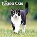 Tuxedo Cats 2020 12 x 12 Inch Monthly Square Wall Calendar, Animals Cats by 
