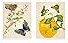 Maria Merian's Butterflies