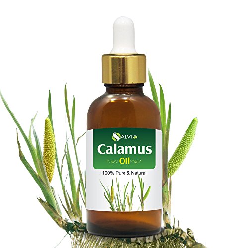 Calamus Oil (Acorus Calamus) Therapeutic Essential Oil by Salvia Amber Bottle 100 Natural Uncut