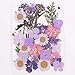 CheeseandU Real Mixed Multiple Dried Pressed Flowers, Chrysanthemum, Baby Breath, Larkspur, Hydrangea, Queen Anne's Lace Alyssum Leaves Natural Pressed Flowers For Art Craft DIY Resin, 34PCS