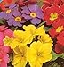 Primrose Giant Flower 30 Seeds-Primula- Shade Perennial