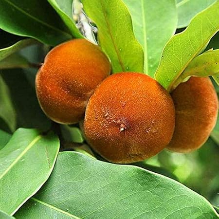 Mphmi Plant Diospyros blancoi PlantMabolo Temburini Plant Velvet apple velvet persimmon mabola tree butter Fruit