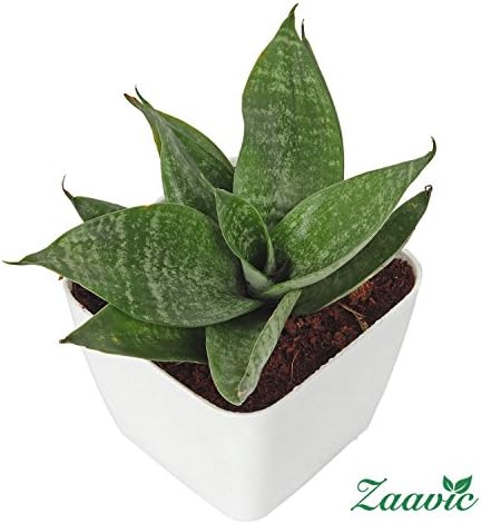Zaavic Green Snake Oxygen Plant in 4" White Plastic Pot