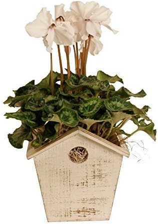 Wald Imports wash Wood Birdhouse Planter by Wald Import