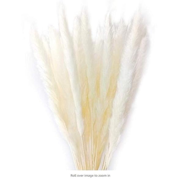Getrocknetes kleines Pampasgras - für Inneneinrichtungen | Fotografie-Werkzeug | Hochzeitsdekor, Phragmites Communis, 27 Psc,