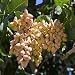 10 Seeds Pistachio Nut Tree (Pistacia vera)