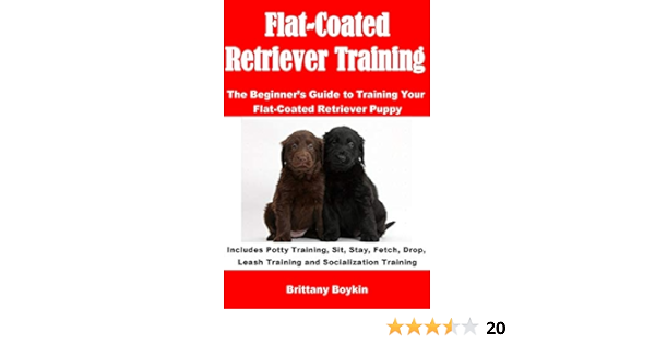flat coated retriever training