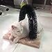 Favorite® Cat Self Grooming Arch/ Arch Cat Self Groomer with Square Fleece Base/ Cat Toy With Grooming Brush
