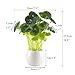 GTIDEA Fake Potted Plants Artificial Chinese Money Plant Bonsai Plastic House Plants for Bathroom Home Kitchen Office Bookshelf Garden Feng Shui Decor in White Ceramic Pot
