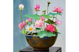 VISTATU 12+ Pcs Bonsai Bowl Lotus Seeds, Water Lily Flower Plant Seed Flowering Aquatic Fresh Garden Seeds for Pond Home Planting Ornamental(Mixed Color)