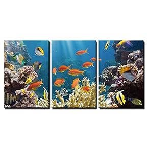 Coral and Fish in The Red Sea Egypt x3 Panels