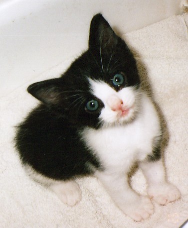 Amazon Com Mistral Dawn Books Biography Blog Audiobooks Kindle