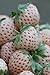 SD-0554 NEW White STRAWBERRY, GIANT, wild, LARGEST FRUIT, EVERBEARING (40seeds)