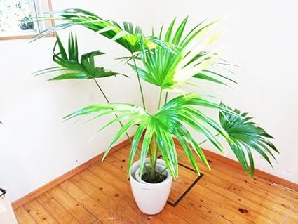 Amazon 大きな葉っぱの特徴なビロウヤシ 1cm前後 8号プラ鉢 鉢カバー別売り 観葉植物通販アジアンファーム 観葉植物 通販