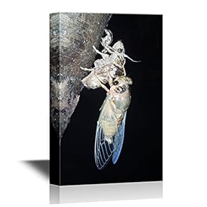 Insects Artwork Series Canvas Wall Art - Cicada on Its Shell in The Night - Gallery Wrap Modern Home Art | Ready to Hang - 12x18 inches