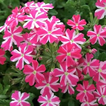 Amazon バーベナ 春色サクラスター 1株 花苗 寄せ植え 宿根草 イングシッシュガーデン 花