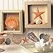 Wallies Vinyl Wall Decals, Peel and Stick Seashell Stickers Beach House Decor, 24 Pc