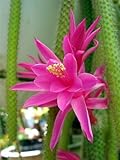 Rare Rattail Cactus - Aporocactus - Very Easy to Grow - 4