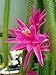 Rare Rattail Cactus - Aporocactus - Very Easy to Grow - 4