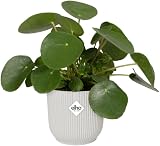 elho Vibes Fold Round 16 Flower Pot 100% Recycled Plastic White Ø16.1xH14.8 cm view 3