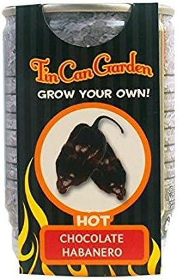 Tin Can Garden Chocolate Habanero! Grow Your Own!