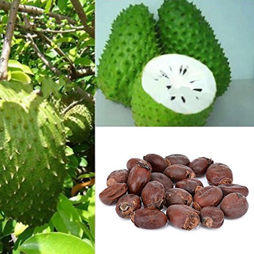 20Pcs Soursop Tropical Fruit Custard Apple Graviola Annona Muricata Seeds
