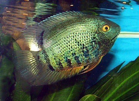 green severum care