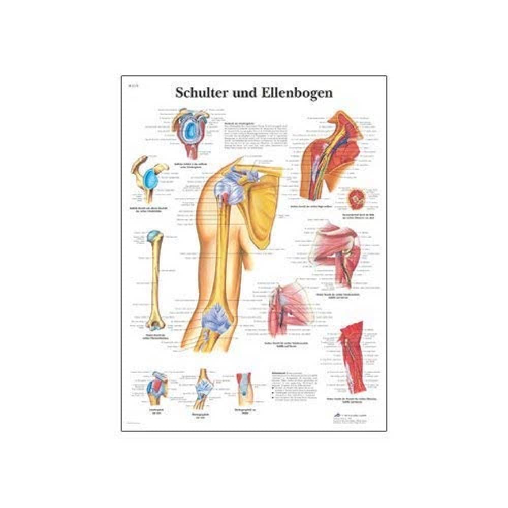 3B Scientific Shoulder and Elbow Chart, VR1170UU