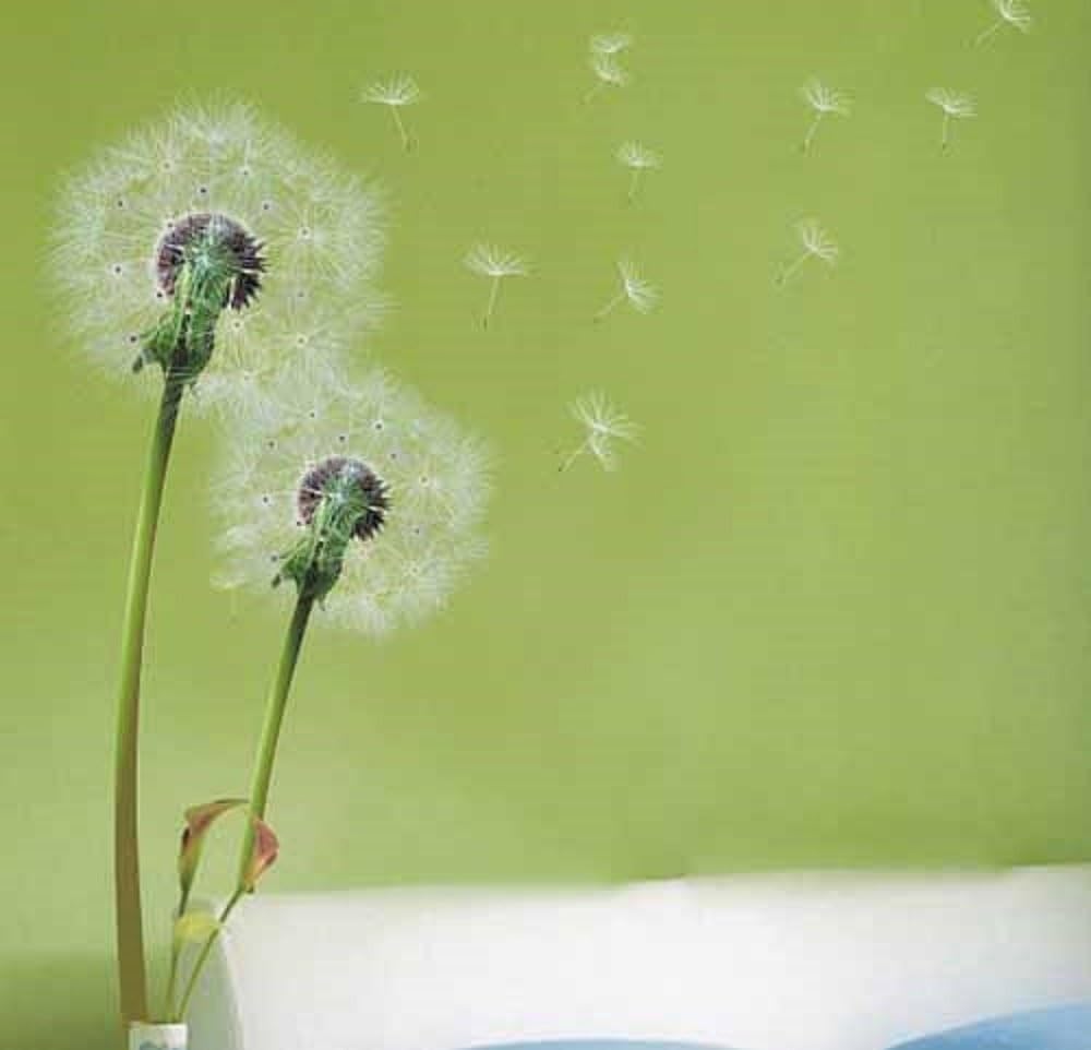 WALPLUSWall Stickers Flying Dandelion Stylish Grass Removable Self-Adhesive Mural Art Decals Vinyl Home Decoration DIY Living Bedroom Office Décor Wallpaper Kids Room Gift, Multi-colour