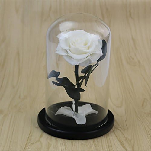 Beauty And The Beast Rose, Live Forever Rose in Glass, Live Enchanted