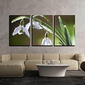 3 Piece Canvas Wall Art - Spring Snowdrop Flowers with Dewdrops - Modern Home Art Stretched and Framed Ready to Hang - 16"x24"x3 Panels