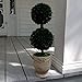 Preserved Boxwood Dble Ball Topiary W/ Footed Pot 21