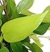 Hirt's Gardens Very Easy to Grow Epipremnum-4" Pot Neon Devil's Ivy-Pothos primary