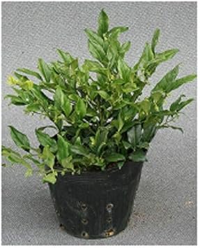 Amazon 10本セット サルココッカ 樹高0 3m前後 15cmポット さるここっか スウィートボックス 常緑 低木 販売 苗 植木 苗木 庭木 垣根 生垣 生け垣 生垣用 目隠し 木 鉢