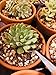 LIHAO 15 Piece Succulent Garden Hand Tools Miniature Fairy Garden Planting Transplanting Tool Set - Improve Your Gardening Quality of Life