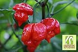 Liveseeds - HOT CHILLI PEPPER - TRINIDAD MORUGA SCORPION - 10 FINEST SEEDS