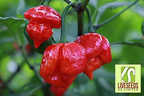 Liveseeds - HOT CHILLI PEPPER - TRINIDAD MORUGA SCORPION - 10 FINEST SEEDS Liveseeds - HOT CHILLI PEPPER - TRINIDAD MORUGA SCORPION - 10 FINEST SEEDS