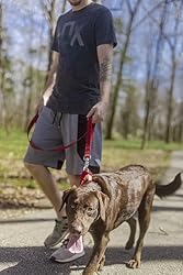 Country Brook Petz - Deluxe Nylon Dog Leash with