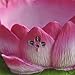 Miniature Fairy Garden Lotus Teacup Planter