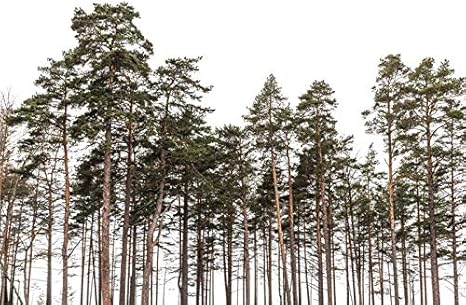 Amazon Com Pine Trees Forest On White Background Photography A 16x24 Signed Print Master Art Print Wall Decor Poster Posters Prints
